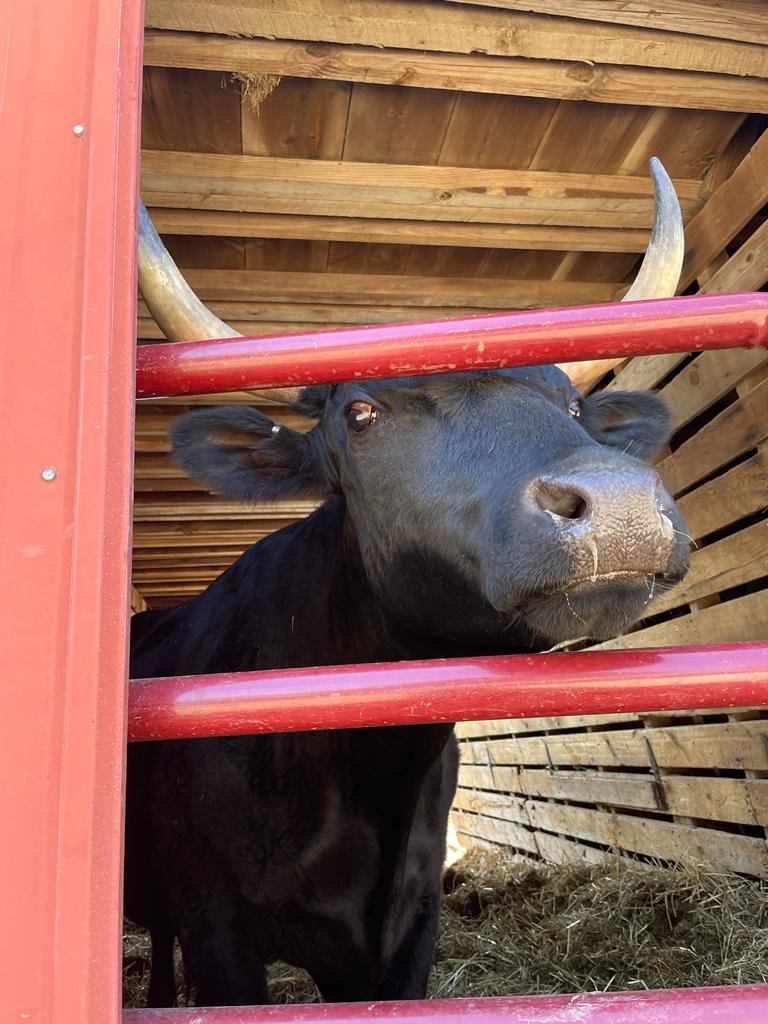 Black cow with prominent horns peering through wooden bars in a barn, surrounded by straw and wooden walls, showcasing farm life and animal husbandry.