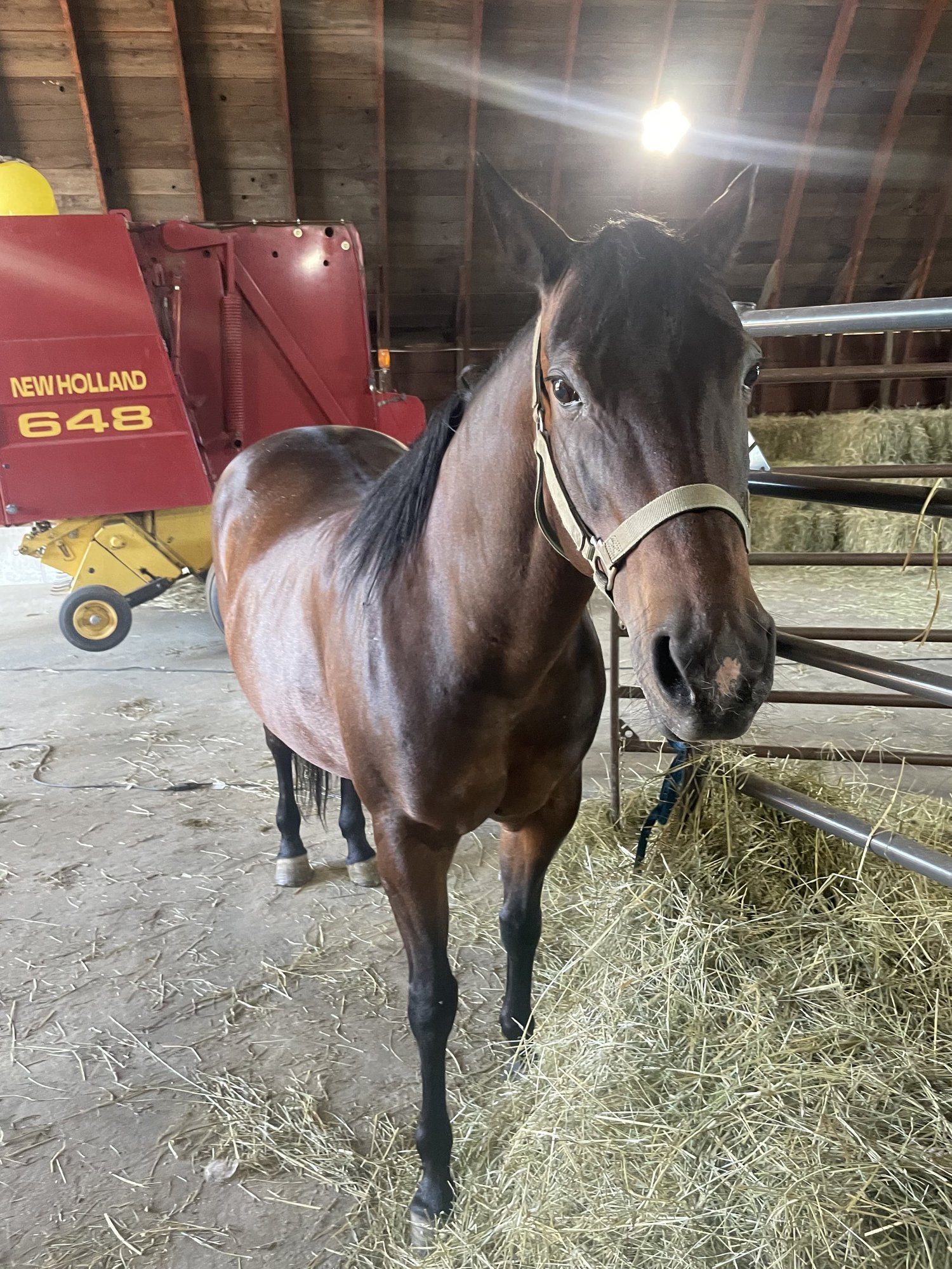 Brown horse standing in a barn with hay on the floor and a New Holland 648 hay baler in the background, showcasing a rustic farming environment.