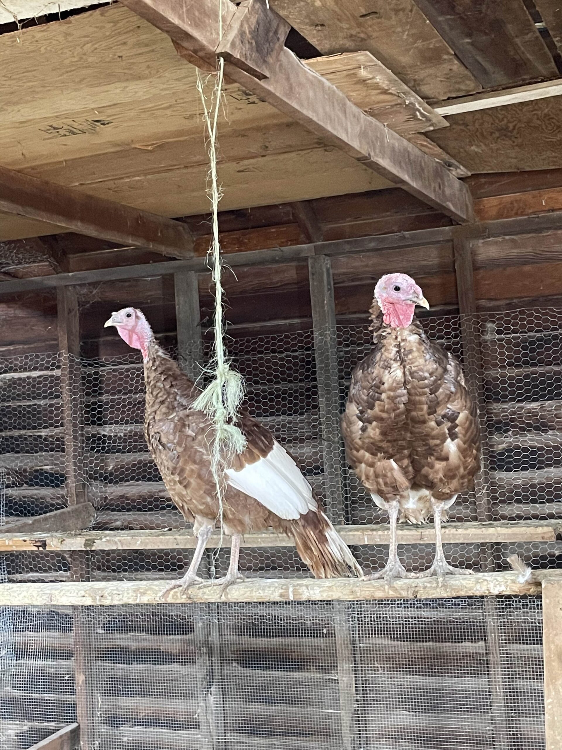 Two brown turkeys perched on a wooden beam inside a rustic barn, with a backdrop of wooden walls and chicken wire. The turkeys exhibit distinctive facial features and feather patterns, highlighting their domesticated breed.
