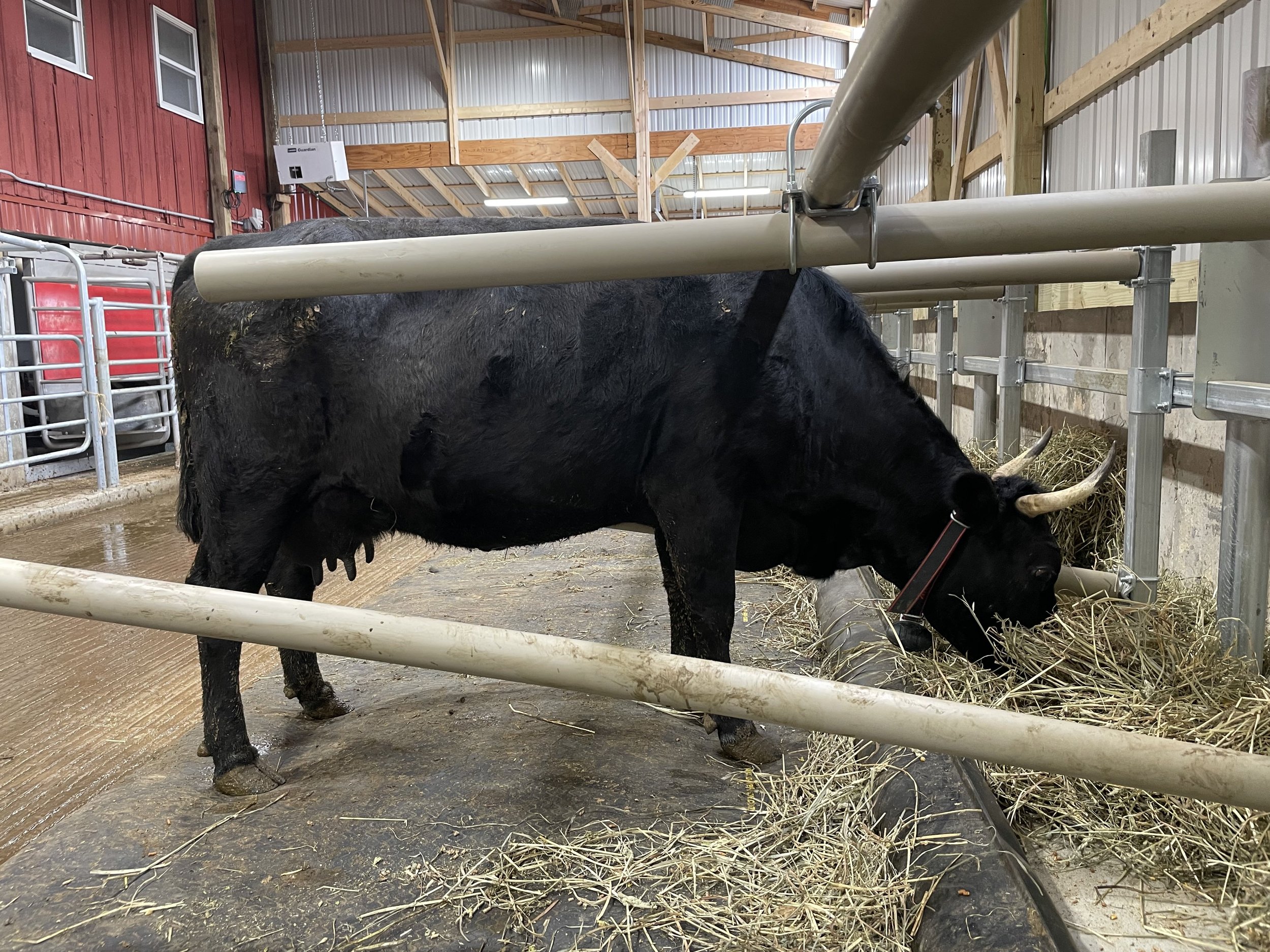 Black cow feeding on hay in a barn setting, surrounded by wooden structures and plastic piping, highlighting a farm environment.