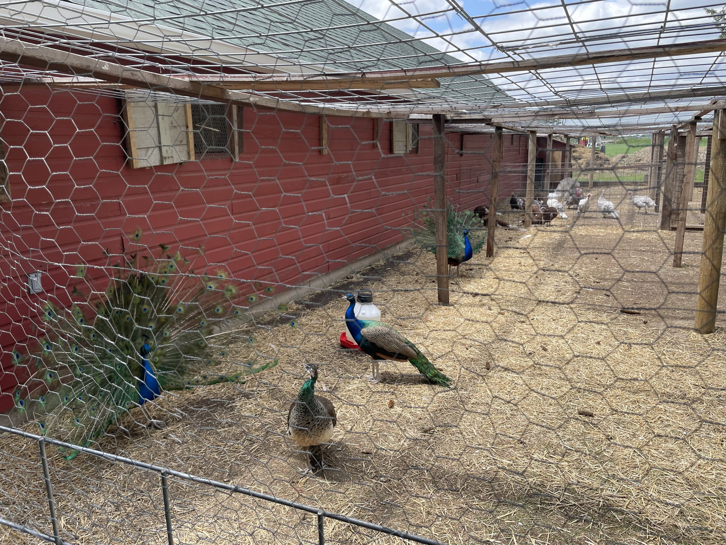 Peacocks and peahens in a fenced outdoor enclosure on a farm, with a red barn in the background and straw covering the ground.