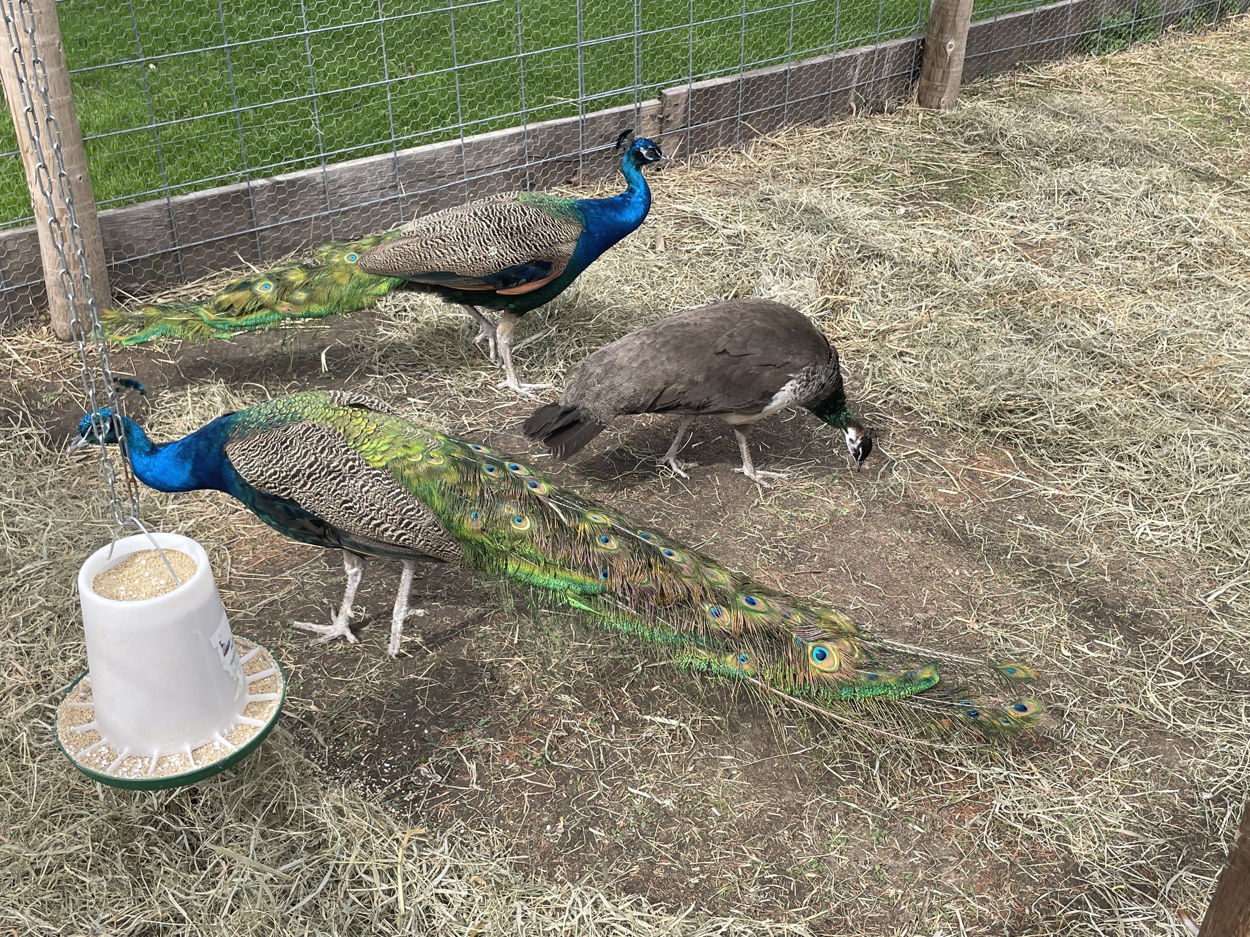 Two peacocks and a peahen foraging in a grassy enclosure, with one peacock displaying its vibrant green and blue plumage near a bird feeder.